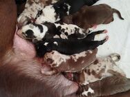 Aussiedor Welpen black- Merle, blue Merle, Kunterbunt - Salzgitter