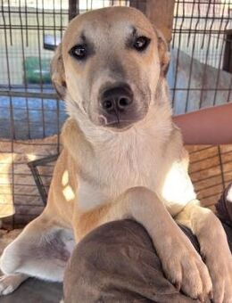 sensible BOCINA ~ hat weiße Stiefel an - Duisburg