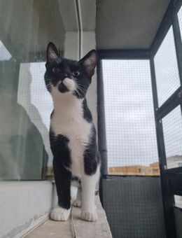 Supersüßer Zweitkater sucht Anschluss - Esslingen (Neckar)