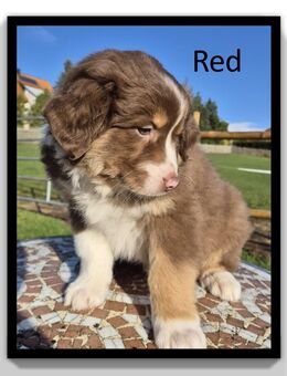 ♠️♥️ Wunderschöne Australian Shepherd Welpen - zwei Rüden Red & Black♦️♣️ - Tann (Rhön)