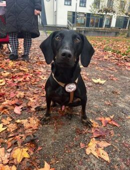 💙Cormac💙 such sein Zuhause - Freilassing