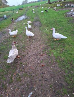 Enten und Gänse - Süderlügum