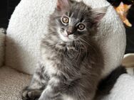 Wunderschöne Maine Coon Kitten - Helsa