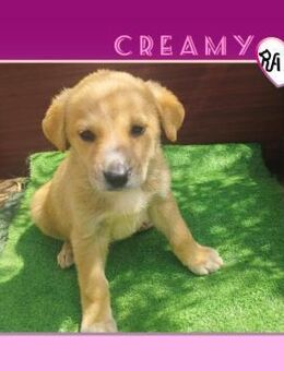 💜 CREAMY 💜- KLEINES HERZ AUF 4 PFOTEN - Alfeld (Leine)