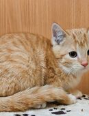 Kätzchen 3 Monate alt in 97346