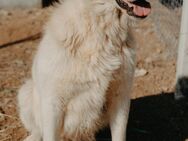 Kuschelbaronin White - Stuttgart