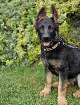 Schäferhund welpen - Ahaus
