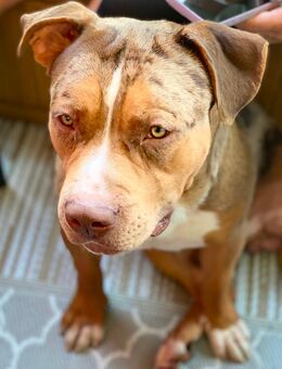 Wunderschöner American bully XL - München