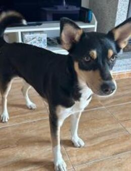 Shai- süße Maus sucht Zuhaus - Freudenstadt