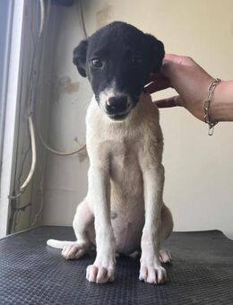 Kleine Rosie sucht eine Familie - Düsseldorf