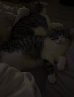 2 Junge Katzen zu verkaufen - Vechta Zentrum