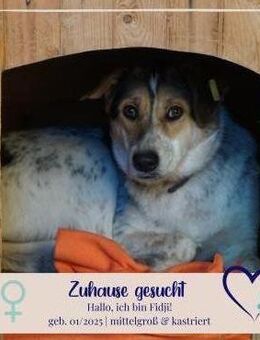 Fidji - unkompliziert sucht Dich - Philippsburg