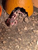 Leopardgecko nachwuchs ab sofort in 41352