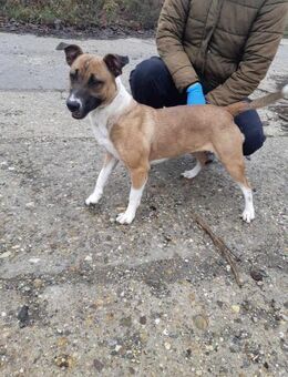 Die liebe Senta sucht ein Zuhause ! - Dortmund