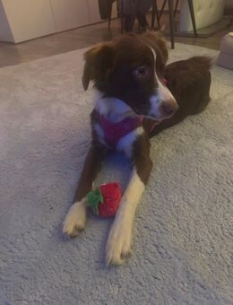 Australien Shepard - Bergisch Gladbach