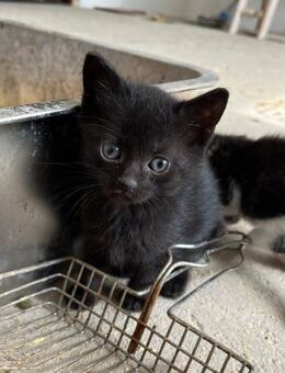 💕 Babykatze Liv sucht dich! 🐾✨ - Eislingen (Fils)