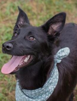 Freundlicher Junghund Jamiro 🖤 - Laufen