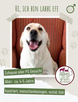 Efe sucht ab November ein zu Hause - Nürtingen