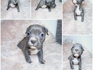 American Bully Babys - Richtenberg