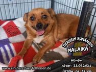 MALAIKA-zieht nun sicher ihre Babies auf - Waakirchen