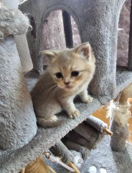 BKH weibchen kitten - Schwalmtal (Nordrhein-Westfalen)