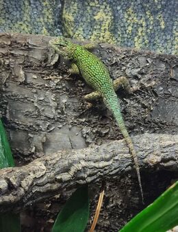 Malachit-Stachelleguan (Sceloporus malachiticus) NZ - Berlin