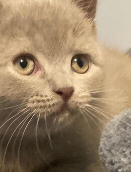 BkH Kitten/Junge Lilac reinrassig Vater Stammbaum - Bremen