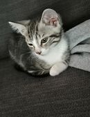 Maine Coone Mix Kitten in 51597