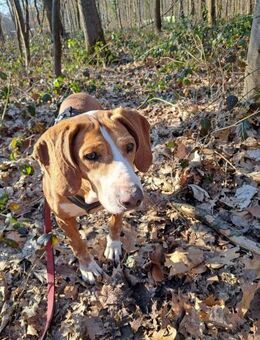 Blue sucht ihre Menschen ❤️🐾❤️ - Freilassing