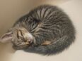 Süsser Kater in 66333