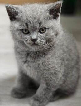 Britisch Kurzhaar Kitten - Baunatal