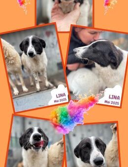 liebe Hündin Lina sucht ein Zuhause - Nürnberg