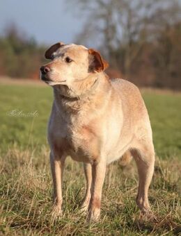 Alfredo Ein ruhiger Senior sucht ❤️ - Salzwedel (Hansestadt) Zentrum