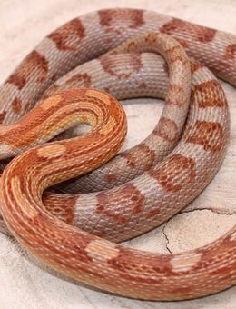 1,0 Motley het. Palmetto, Butter Kornnatter 2020 - Hohnstorf (Elbe)