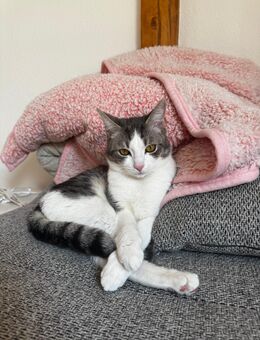 Kater Pepper sucht neues Zuhause - Frankfurt (Main) Heddernheim