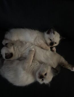 3 süße Heilige Birma Kater , suchen ab Anfang November ein Zuhause für immer. - Maasen