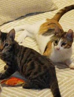 Lucy & Vida aus dem Tierschutz - Grevenbroich