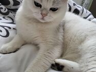 BKH Deckkater reinrassige - Dierdorf