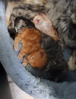 1 Maine Coon Baby - Warin