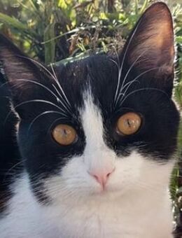 Tommy, geb. ca. 07/2023, GRIECHENLAND - Markdorf