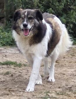 KARLSON - gutmütiger Pirat - Weiterstadt