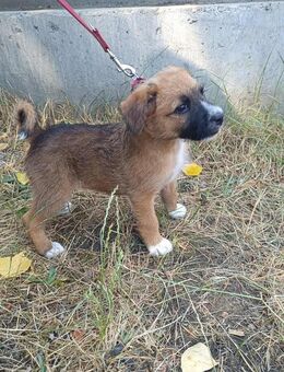 Der liebe Oszi ist voller Lebensfreude ! - Dortmund