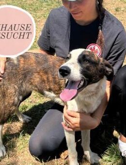 Menschenbezogene APRICOT sucht Familie ❤ - Saarbrücken