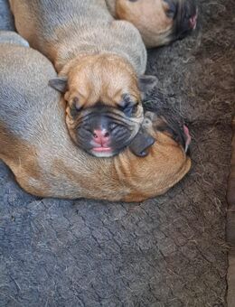 Bully presa canario welpen - Egeln Zentrum
