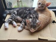 Katze und Kater Geschwisterpaar 12 Monate (Babykatzen/Kitten) - Berlin