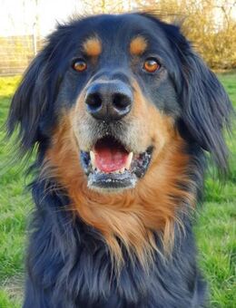 Marlowe, su. erfahrene Besitzer VIDEO - Bückeburg