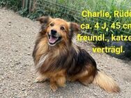 Der hübsche Charlie such seine Menschen - Gelenau (Erzgebirge)