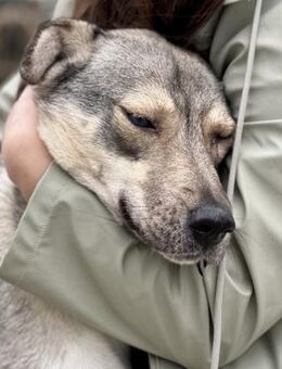 Lida -Sanfte, junge Hündin sucht Zuhause - Berlin