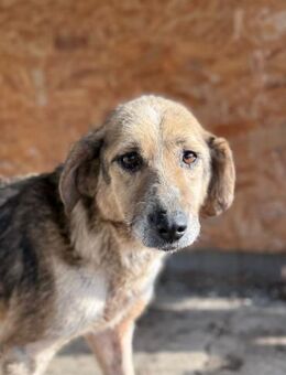 Ein Herz, das heilen möchte Freya - Chemnitz
