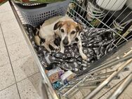 Patenschaft für Bubi gesucht - Meuselwitz